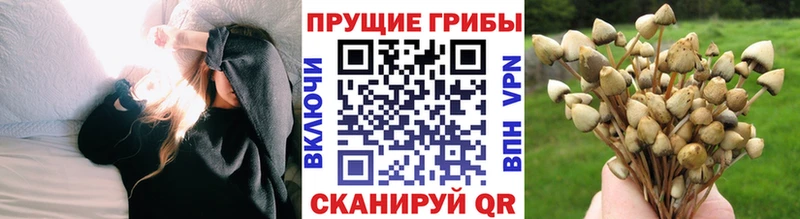 Купить  Кяхта  Галлюциногенные грибы Magic Shrooms 